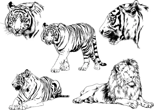 Dessins Vectoriels Esquisse Différents Prédateurs Tigres Lions Guépards Léopards Sont — Image vectorielle