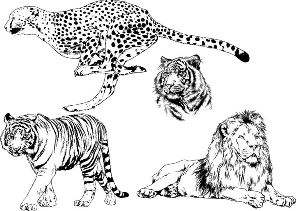 Dessins Vectoriels Esquisse Différents Prédateurs Tigres Lions Guépards Léopards Sont — Image vectorielle