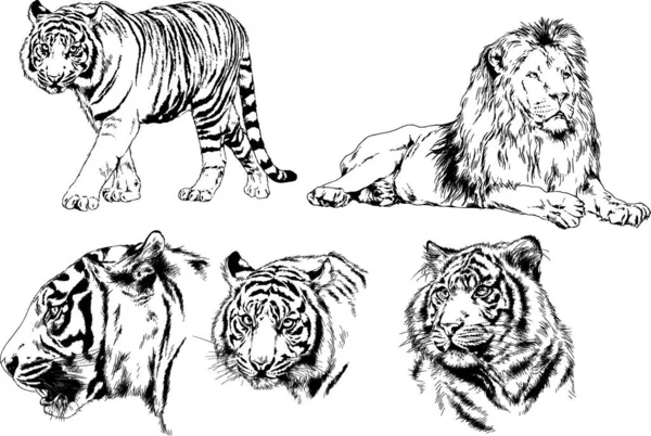 Vector Drawings Sketches Different Predator Tigers Lions Cheetahs Leopards Drawn — Stock Vector