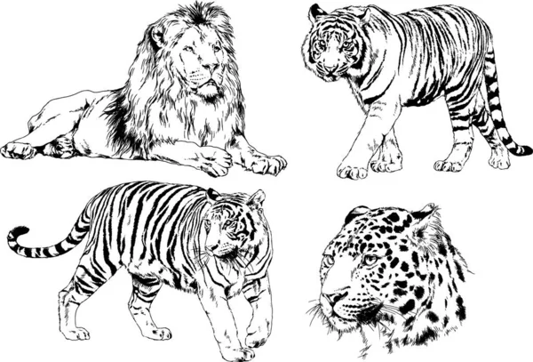 Vector Drawings Sketches Different Predator Tigers Lions Cheetahs Leopards Drawn — Stock Vector