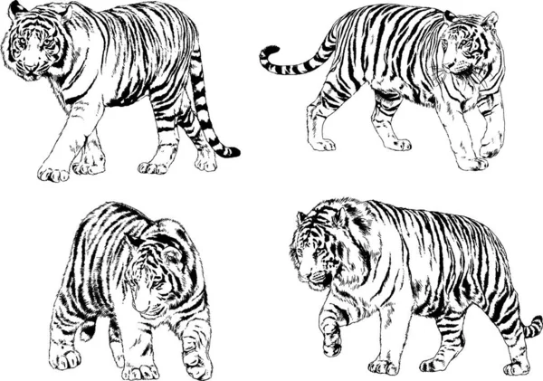 Vector Drawings Sketches Different Predator Tigers Lions Cheetahs Leopards Drawn — Stock Vector