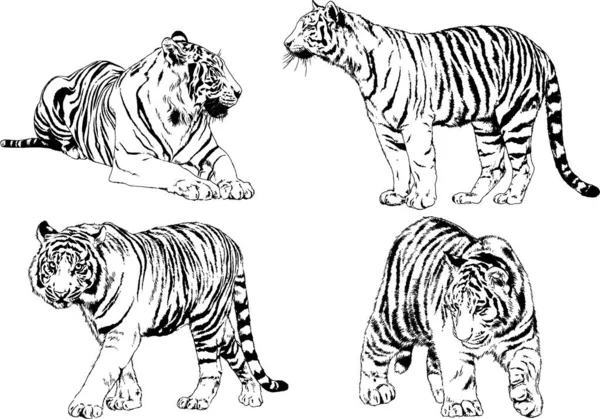 Vector Drawings Sketches Different Predator Tigers Lions Cheetahs Leopards Drawn — Stock Vector