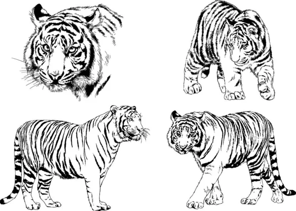 Dessins Vectoriels Esquisse Différents Prédateurs Tigres Lions Guépards Léopards Sont — Image vectorielle