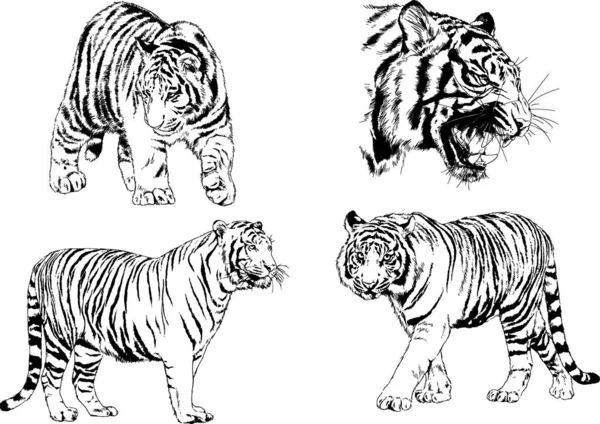 Dibujos Vectoriales Bocetos Diferentes Depredadores Tigres Leones Guepardos Leopardos Dibujan — Vector de stock