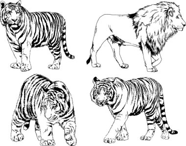 vektör çizimleri çizimler farklı yırtıcı hayvan, kaplan aslan çita ve leopar mürekkep el tarafından nesneleri arka plan ile çizilir