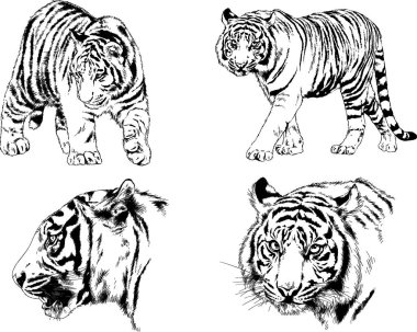 vektör çizimleri çizimler farklı yırtıcı hayvan, kaplan aslan çita ve leopar mürekkep el tarafından nesneleri arka plan ile çizilir