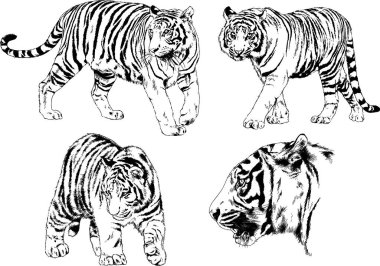 vektör çizimleri çizimler farklı yırtıcı hayvan, kaplan aslan çita ve leopar mürekkep el tarafından nesneleri arka plan ile çizilir