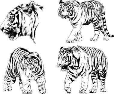 vektör çizimleri çizimler farklı yırtıcı hayvan, kaplan aslan çita ve leopar mürekkep el tarafından nesneleri arka plan ile çizilir