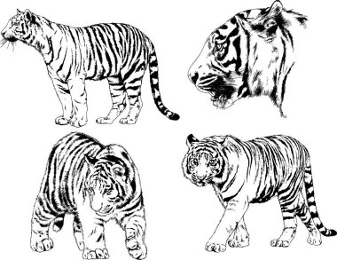 vektör çizimleri çizimler farklı yırtıcı hayvan, kaplan aslan çita ve leopar mürekkep el tarafından nesneleri arka plan ile çizilir