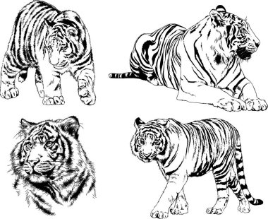 vektör çizimleri çizimler farklı yırtıcı hayvan, kaplan aslan çita ve leopar mürekkep el tarafından nesneleri arka plan ile çizilir