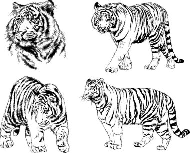 vektör çizimleri çizimler farklı yırtıcı hayvan, kaplan aslan çita ve leopar mürekkep el tarafından nesneleri arka plan ile çizilir