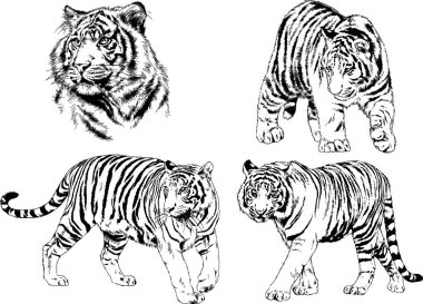 vektör çizimleri çizimler farklı yırtıcı hayvan, kaplan aslan çita ve leopar mürekkep el tarafından nesneleri arka plan ile çizilir