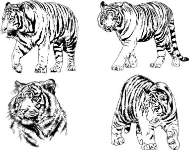 vektör çizimleri çizimler farklı yırtıcı hayvan, kaplan aslan çita ve leopar mürekkep el tarafından nesneleri arka plan ile çizilir