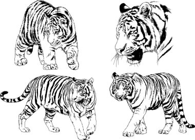 vektör çizimleri çizimler farklı yırtıcı hayvan, kaplan aslan çita ve leopar mürekkep el tarafından nesneleri arka plan ile çizilir