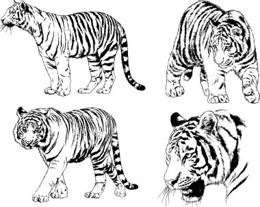 vektör çizimleri çizimler farklı yırtıcı hayvan, kaplan aslan çita ve leopar mürekkep el tarafından nesneleri arka plan ile çizilir