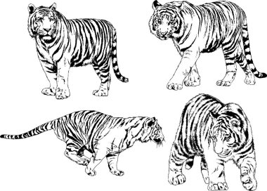 vektör çizimleri çizimler farklı yırtıcı hayvan, kaplan aslan çita ve leopar mürekkep el tarafından nesneleri arka plan ile çizilir