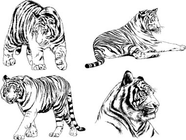 vektör çizimleri çizimler farklı yırtıcı hayvan, kaplan aslan çita ve leopar mürekkep el tarafından nesneleri arka plan ile çizilir