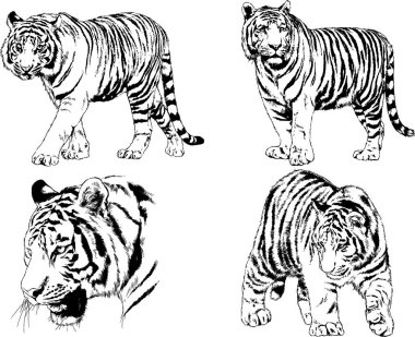 vektör çizimleri çizimler farklı yırtıcı hayvan, kaplan aslan çita ve leopar mürekkep el tarafından nesneleri arka plan ile çizilir