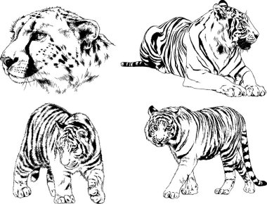 vektör çizimleri çizimler farklı yırtıcı hayvan, kaplan aslan çita ve leopar mürekkep el tarafından nesneleri arka plan ile çizilir