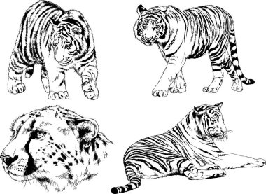 vektör çizimleri çizimler farklı yırtıcı hayvan, kaplan aslan çita ve leopar mürekkep el tarafından nesneleri arka plan ile çizilir