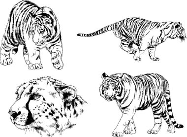 vektör çizimleri çizimler farklı yırtıcı hayvan, kaplan aslan çita ve leopar mürekkep el tarafından nesneleri arka plan ile çizilir
