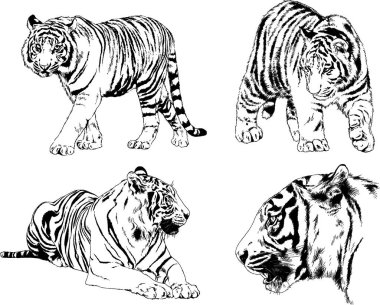 vektör çizimleri çizimler farklı yırtıcı hayvan, kaplan aslan çita ve leopar mürekkep el tarafından nesneleri arka plan ile çizilir