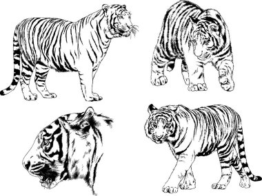 vektör çizimleri çizimler farklı yırtıcı hayvan, kaplan aslan çita ve leopar mürekkep el tarafından nesneleri arka plan ile çizilir