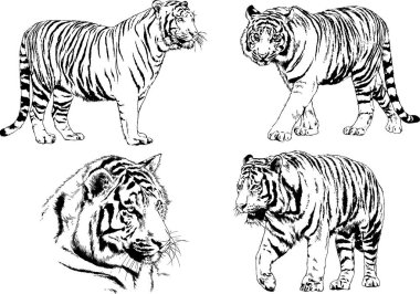 vektör çizimleri çizimler farklı yırtıcı hayvan, kaplan aslan çita ve leopar mürekkep el tarafından nesneleri arka plan ile çizilir