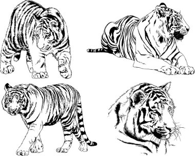 vektör çizimleri çizimler farklı yırtıcı hayvan, kaplan aslan çita ve leopar mürekkep el tarafından nesneleri arka plan ile çizilir