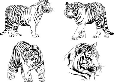 vektör çizimleri çizimler farklı yırtıcı hayvan, kaplan aslan çita ve leopar mürekkep el tarafından nesneleri arka plan ile çizilir