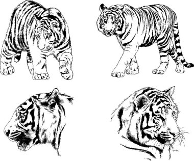 vektör çizimleri çizimler farklı yırtıcı hayvan, kaplan aslan çita ve leopar mürekkep el tarafından nesneleri arka plan ile çizilir