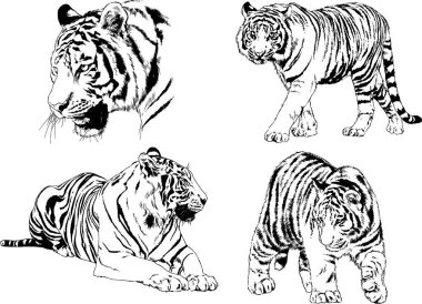 vektör çizimleri çizimler farklı yırtıcı hayvan, kaplan aslan çita ve leopar mürekkep el tarafından nesneleri arka plan ile çizilir