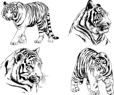 vektör çizimleri çizimler farklı yırtıcı hayvan, kaplan aslan çita ve leopar mürekkep el tarafından nesneleri arka plan ile çizilir