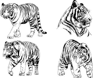 vektör çizimleri çizimler farklı yırtıcı hayvan, kaplan aslan çita ve leopar mürekkep el tarafından nesneleri arka plan ile çizilir