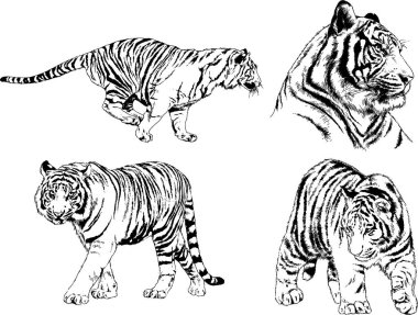 vektör çizimleri çizimler farklı yırtıcı hayvan, kaplan aslan çita ve leopar mürekkep el tarafından nesneleri arka plan ile çizilir