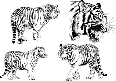 vektör çizimleri çizimler farklı yırtıcı hayvan, kaplan aslan çita ve leopar mürekkep el tarafından nesneleri arka plan ile çizilir