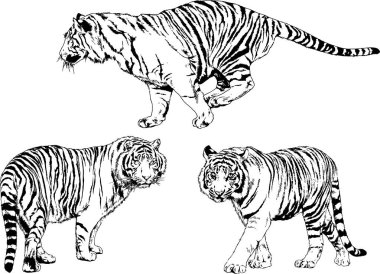 vektör çizimleri çizimler farklı yırtıcı hayvan, kaplan aslan çita ve leopar mürekkep el tarafından nesneleri arka plan ile çizilir