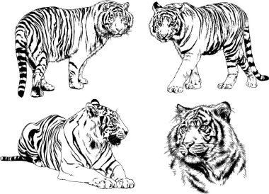 vektör çizimleri çizimler farklı yırtıcı hayvan, kaplan aslan çita ve leopar mürekkep el tarafından nesneleri arka plan ile çizilir