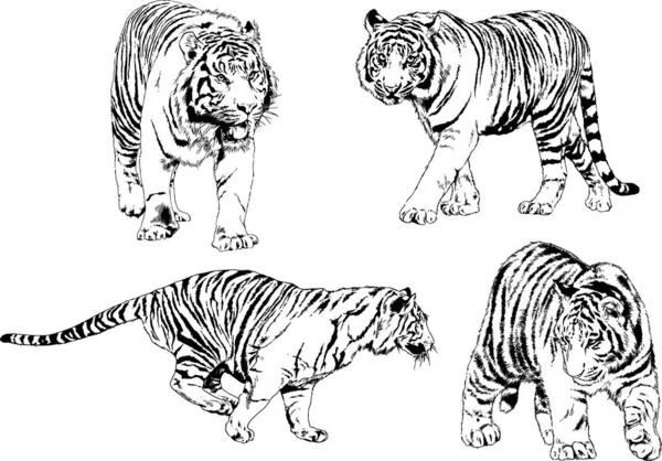 Dessins Vectoriels Esquisse Différents Prédateurs Tigres Lions Guépards Léopards Sont — Image vectorielle