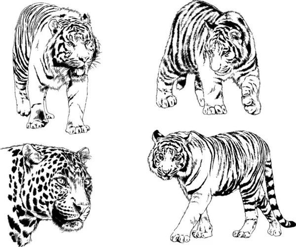 Dessins Vectoriels Esquisse Différents Prédateurs Tigres Lions Guépards Léopards Sont — Image vectorielle