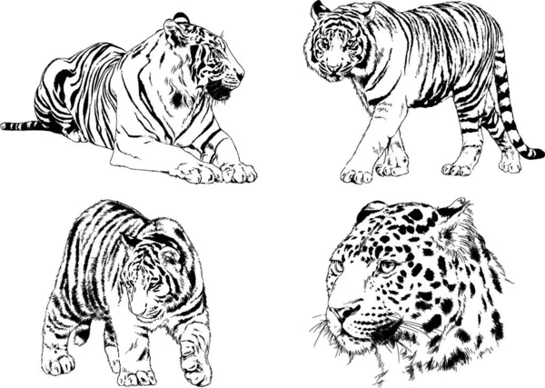 Vector Drawings Sketches Different Predator Tigers Lions Cheetahs Leopards Drawn — Stock Vector