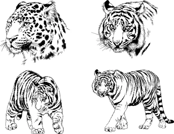 Dibujos Vectoriales Bocetos Diferentes Depredadores Tigres Leones Guepardos Leopardos Dibujan — Archivo Imágenes Vectoriales