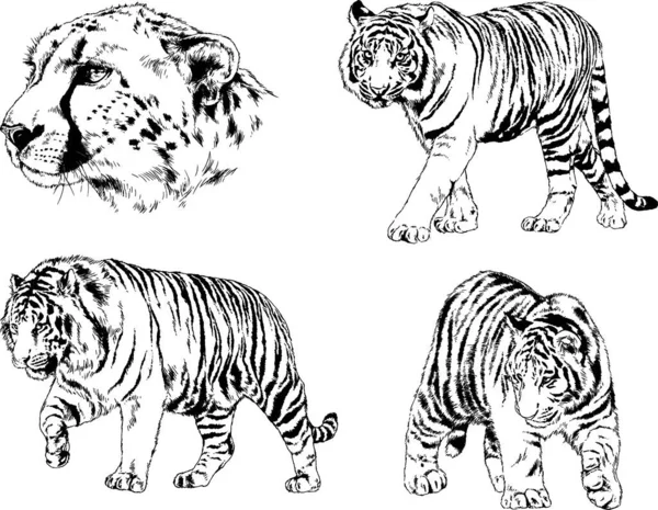 Vector Drawings Sketches Different Predator Tigers Lions Cheetahs Leopards Drawn — Stock Vector