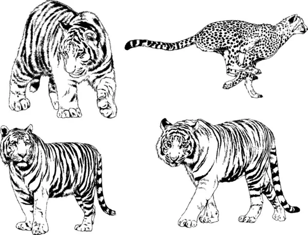 Dibujos Vectoriales Bocetos Diferentes Depredadores Tigres Leones Guepardos Leopardos Dibujan — Vector de stock