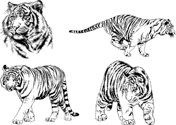 Dibujos Vectoriales Bocetos Diferentes Depredadores Tigres Leones Guepardos Leopardos Dibujan — Vector de stock