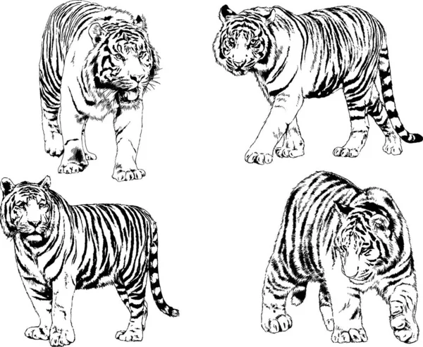 Dibujos Vectoriales Bocetos Diferentes Depredadores Tigres Leones Guepardos Leopardos Dibujan — Vector de stock