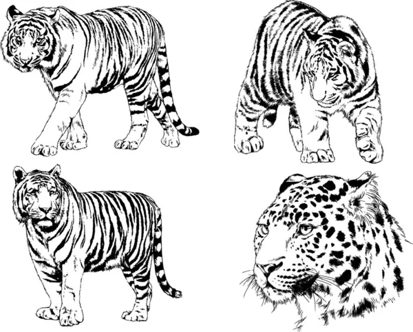 Desenhos Vetoriais Esboços Predador Diferente Leões Tigres Chitas Leopardos São —  Vetores de Stock