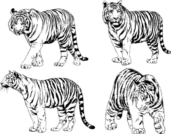 Dibujos Vectoriales Bocetos Diferentes Depredadores Tigres Leones Guepardos Leopardos Dibujan — Archivo Imágenes Vectoriales