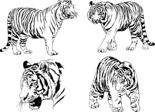 Dibujos Vectoriales Bocetos Diferentes Depredadores Tigres Leones Guepardos Leopardos Dibujan — Vector de stock