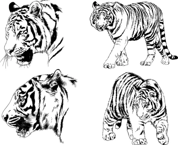 Dibujos Vectoriales Bocetos Diferentes Depredadores Tigres Leones Guepardos Leopardos Dibujan — Vector de stock